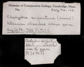 Media type: image;   Herpetology R-194637